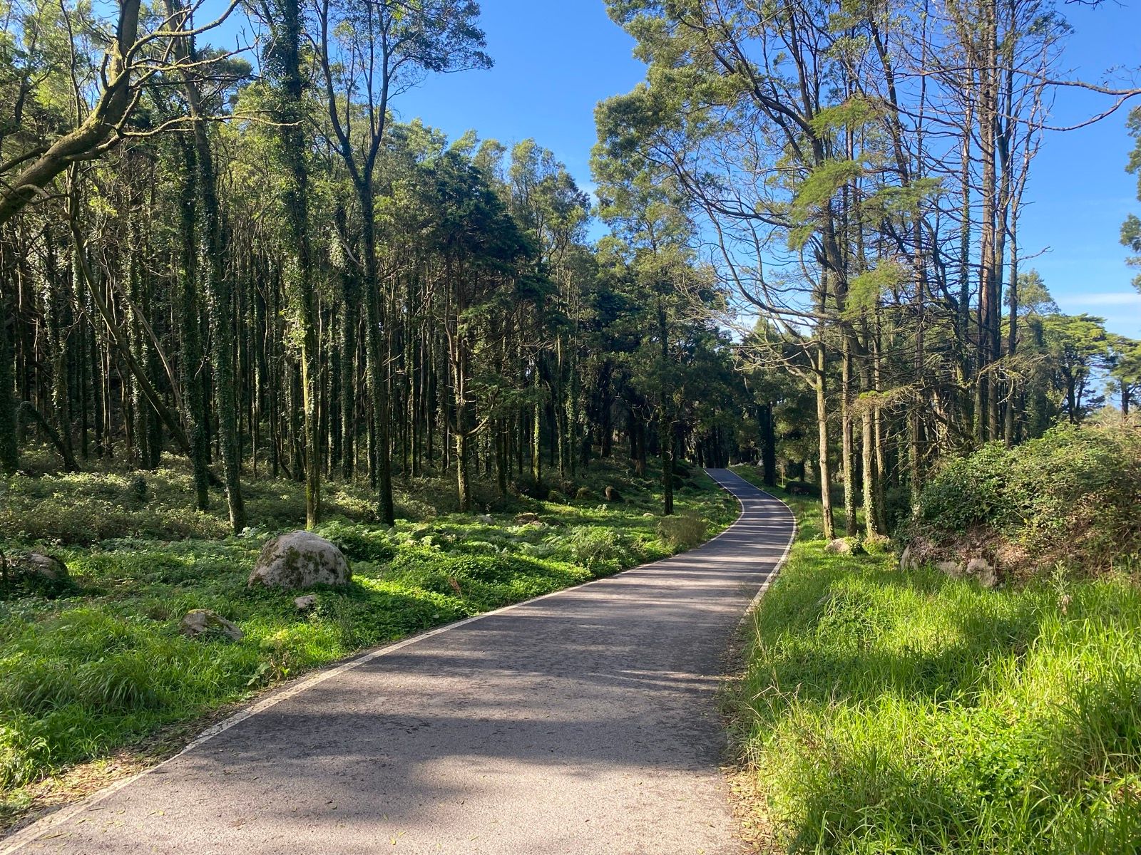 Estrada pavimentada entre pinheiros na Serra de Sintra