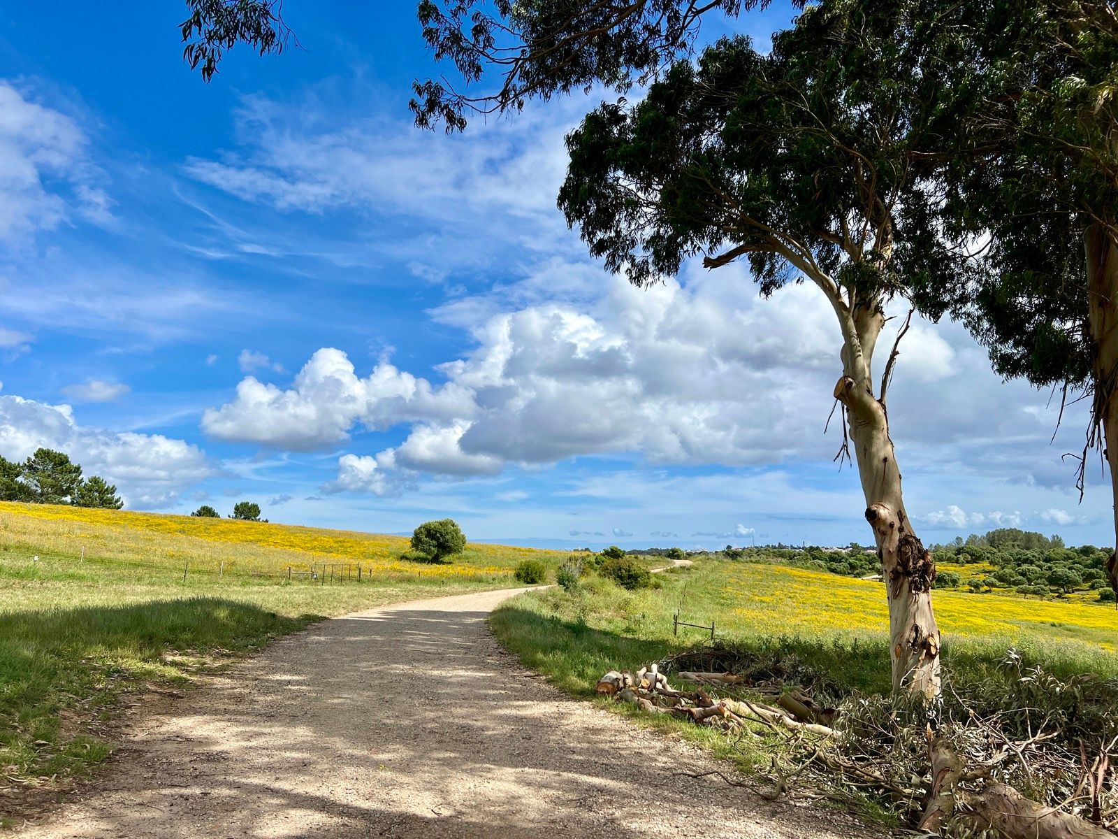 Estrada de pinheiros em Sintra