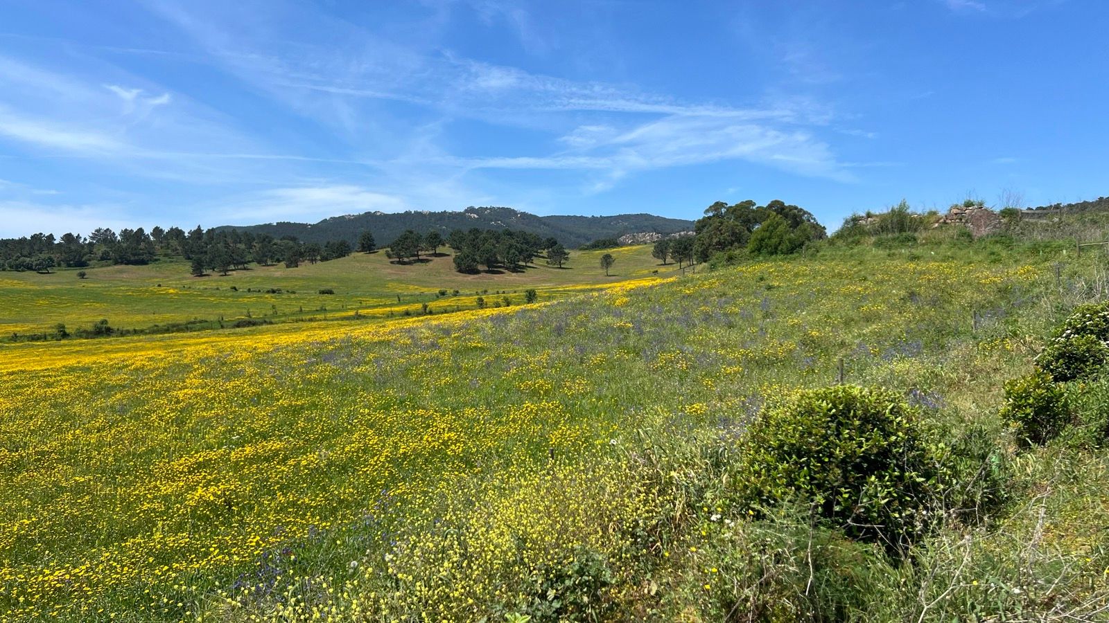 Campos de flores com a Serra ao fundo